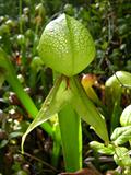 the california pitcher plant,cobra lily